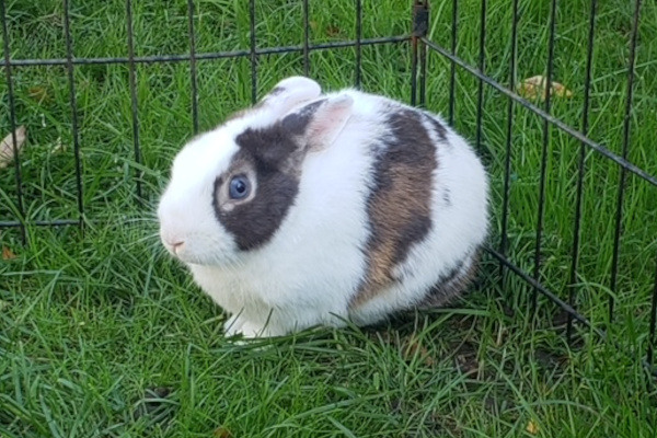 Jackson. Rabbit, young, for adoption