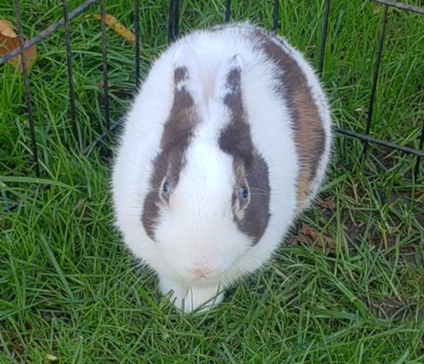 Jackson. Rabbit, young, for adoption