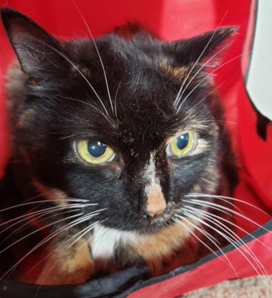 Bebe. Tortoiseshell cat adoption