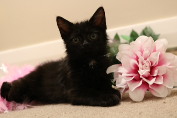 Nugget. special needs kitten for adoption