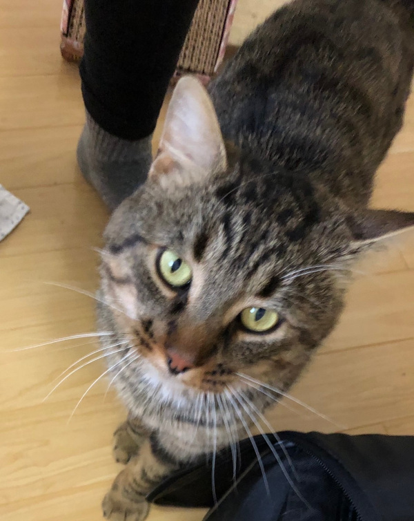 Thor. Rescue cat for adoption, toronto gta