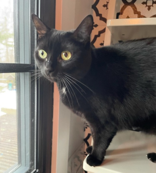 Willow. adoptable cat, toronto, durham region and gta