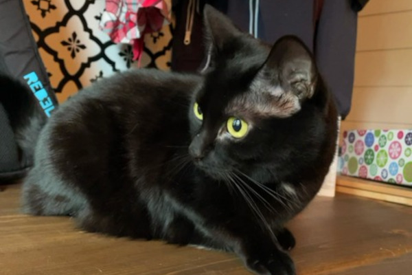 Willow. adoptable cat, toronto, durham region and gta