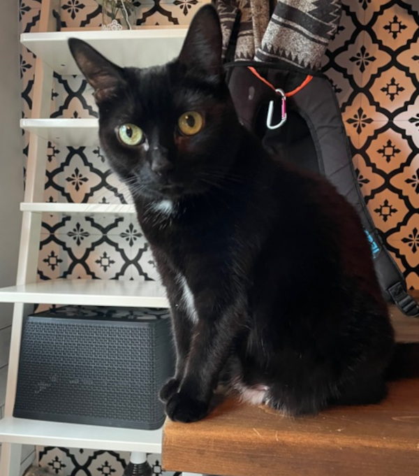 Willow. adoptable cat, toronto, durham region and gta