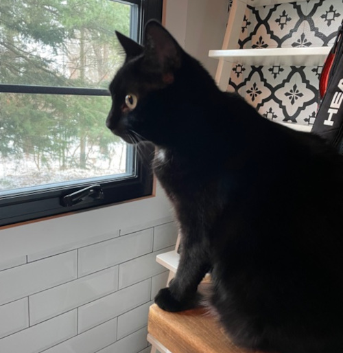 Willow. adoptable cat, toronto, durham region and gta