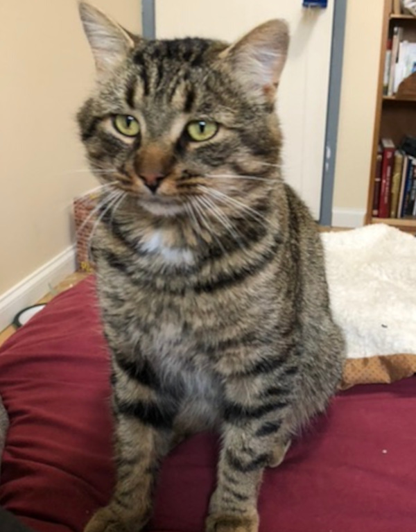 Thor. Rescue cat for adoption, toronto gta