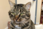 Thor. Neutered, Male Cat, Loves Attention, Has Found New Home 