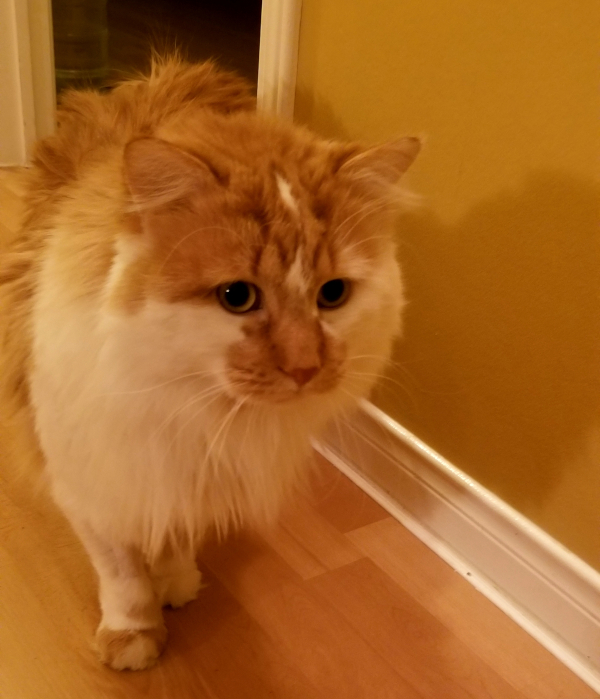 Butterscotch. eight year old cat for adoption