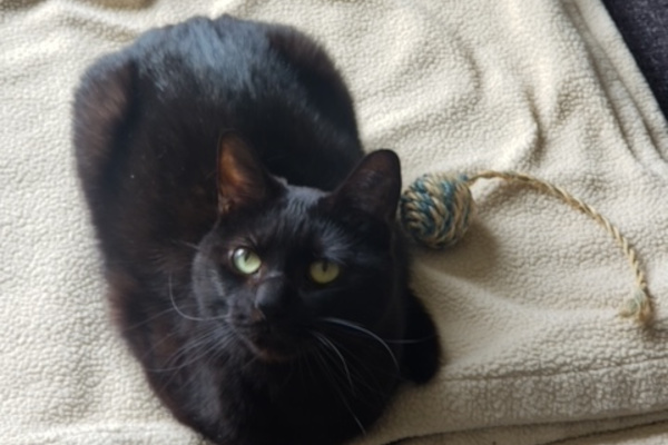 Wasabi. female cat for adoption, spayed. toronto gta