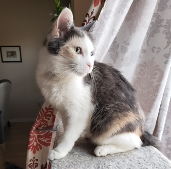 Pastel. adoptable cat Toronto, Durham GTA