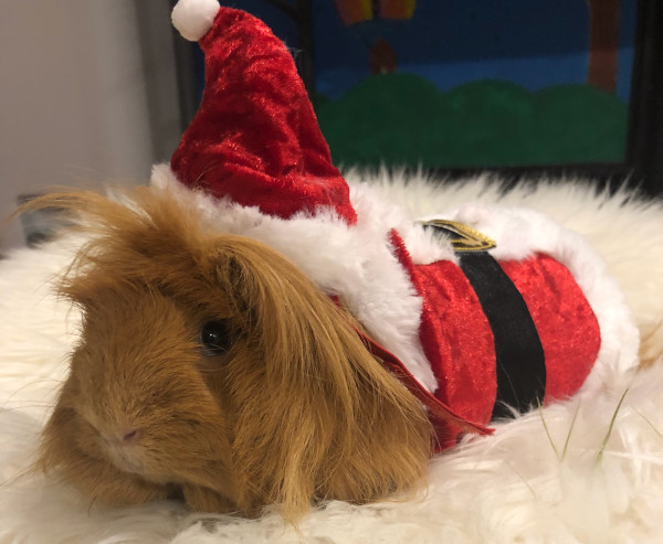 Cleo. Guinea pigs for adoption