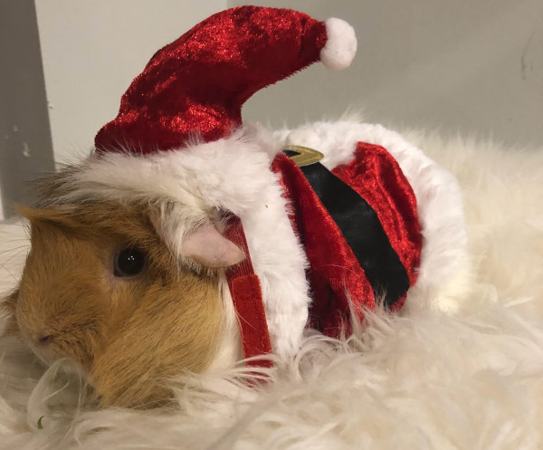 Ivy. Guinea pigs for adoption