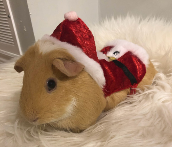 Laila. Guinea pigs for adoption