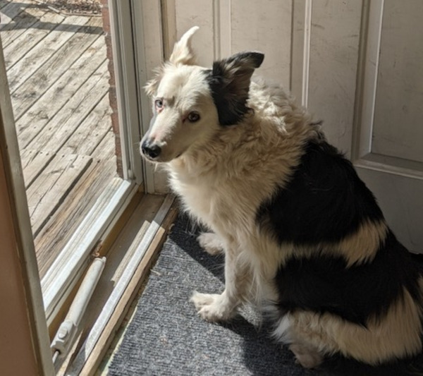 Gavin. Border Collie for adoption