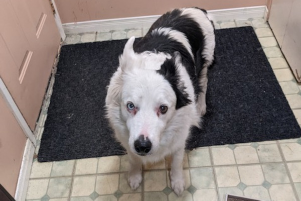 Gavin. Border Collie for adoption