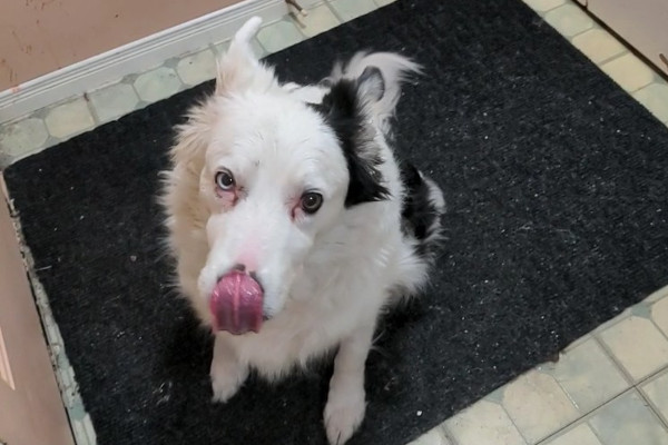 Gavin. Border Collie for adoption