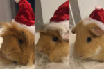 Cleo, Ivy, Laila. Three Little (Guinea) Piggies Found Their New ..