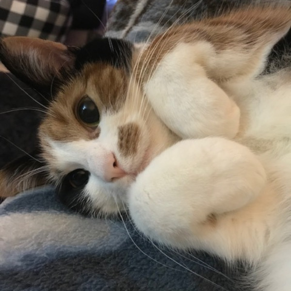 Cookie. cat for adoption Toronto GTA