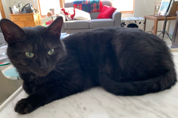 Molly. female cat for adoption toronto durham region gta