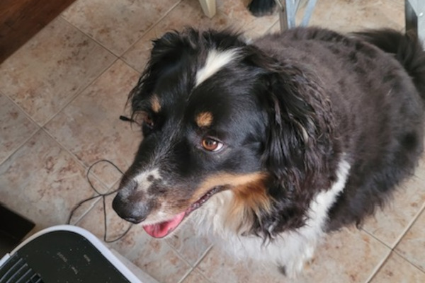 Rex. Australian Shepherd, male dog for adoption