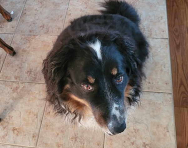 Rex. Australian Shepherd, male dog for adoption