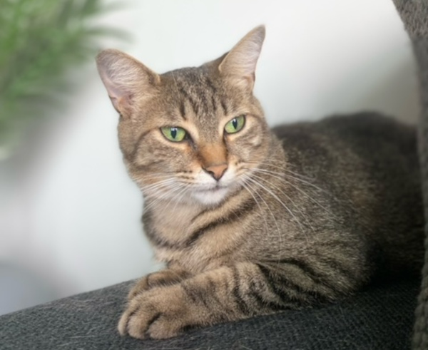 Beatrix. adoptable cat, Toronto, Durham Region, GTA cats for adoption