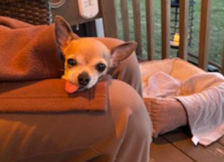 Peanut. Chihuahua, senior, female, needs new home