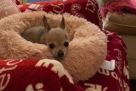 Peanut. Chihuahua, senior, female, needs new home