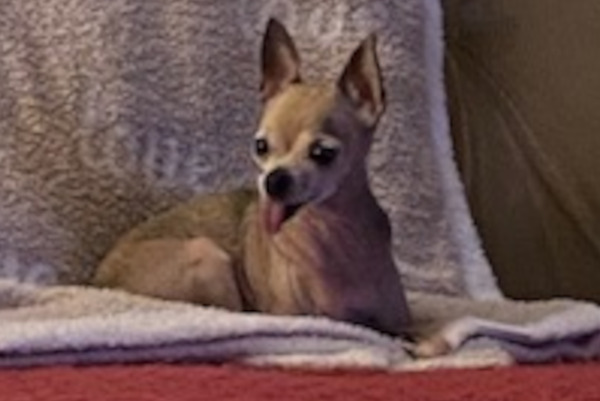 Peanut. Chihuahua, senior, female, needs new home