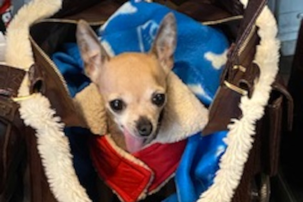 Peanut. Chihuahua, senior, female, needs new home