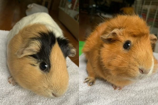Toffee and Smors. Guinea pigs for adoption
