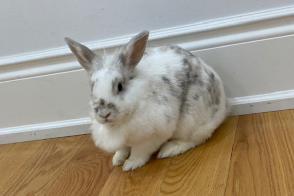 Mopsy. Rabbit for adoption