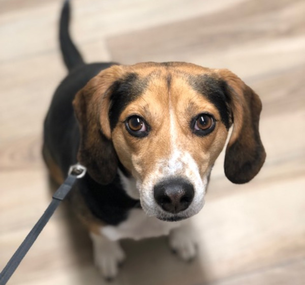 Macho. Male, Beagle for adoption. Toronto Durham Region GTA