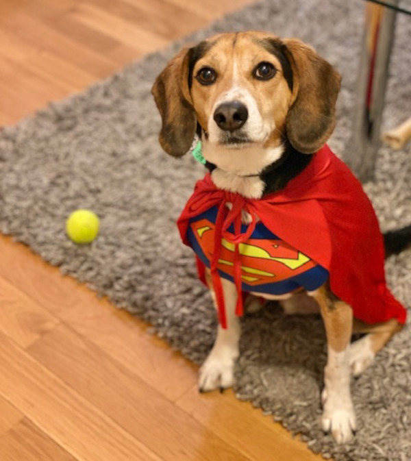 Macho. Male, Beagle for adoption. Toronto Durham Region GTA