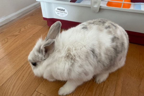 Mopsy. Rabbit for adoption durham region Toronto GTA