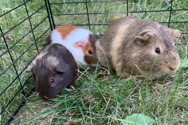 Three Guinea Pigs for adoption, Toronto GTA