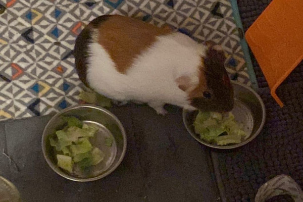 Three Guinea Pigs for adoption, Toronto GTA