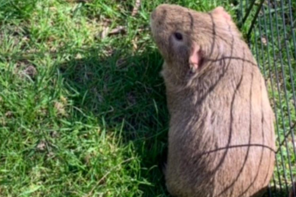 Three Guinea Pigs for adoption, Toronto GTA