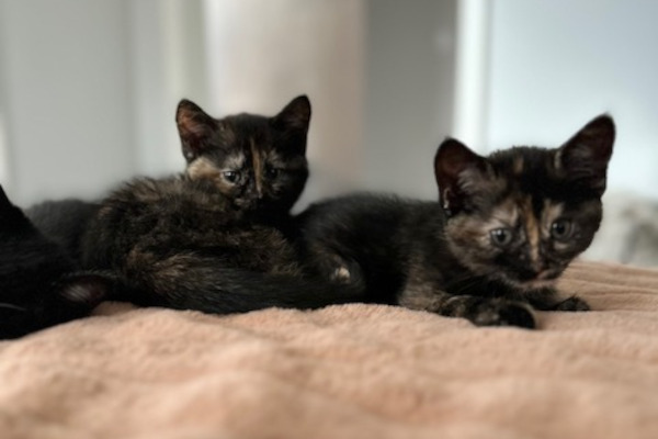 Adoptable Kittens