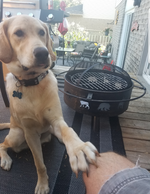 Jax. Labrador Retriever for adoption