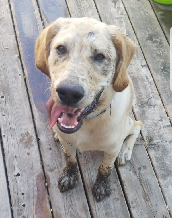 Jax. Labrador Retriever for adoption