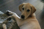 Jax. Young Labrador Retriever Has Found Great New Home 