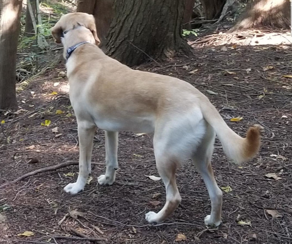 Jax. Labrador Retriever for adoption