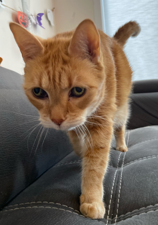 Mr Pickles. Senior cat in need of new home