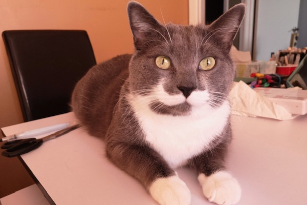 Stache. Caat for adoption