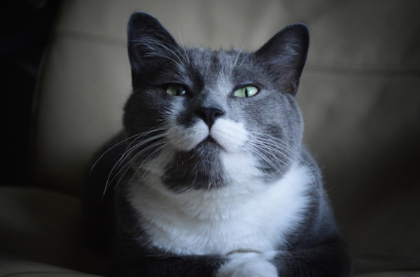 Stache. Caat for adoption