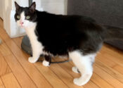 Lily. Female cat needs new home, adopt cat toronto, durham region