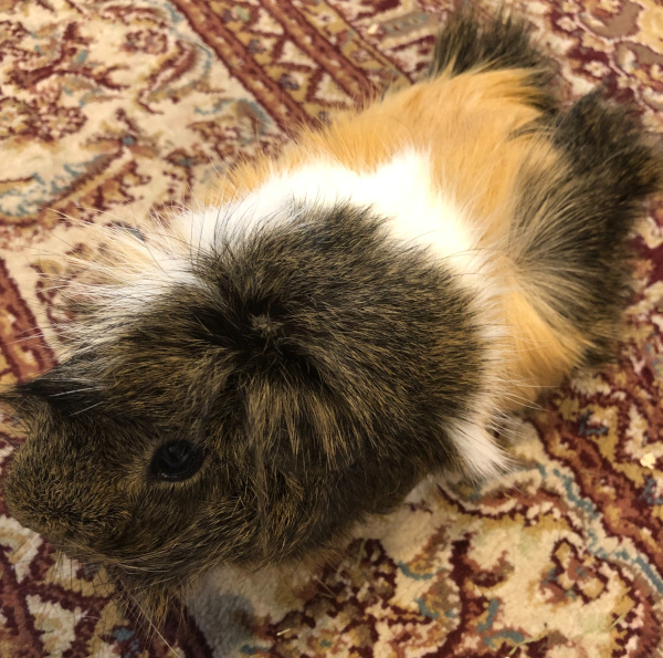 Jet. Guinea pigs for adoption. 