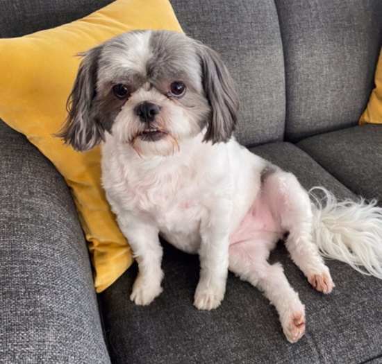 Missy and Abby. Shih Tzu dogs for adoption