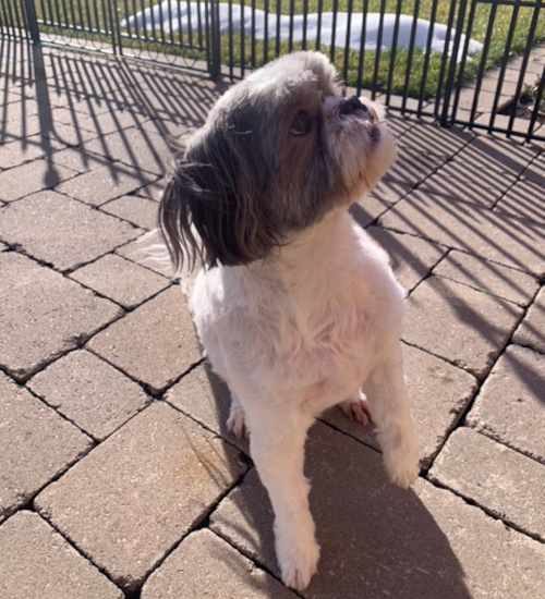 Missy and Abby. Shih Tzu dogs for adoption